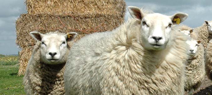 Schapen zorgen voor mooie wol